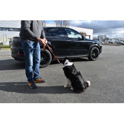 Laisse pour chien avec boucle de ceinture de sécurité 